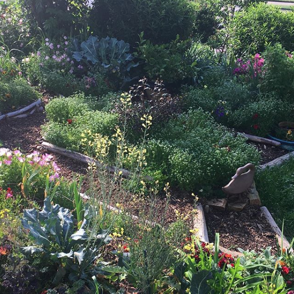 Top 11 garden plants for chickens and ducks Tyrant Farms